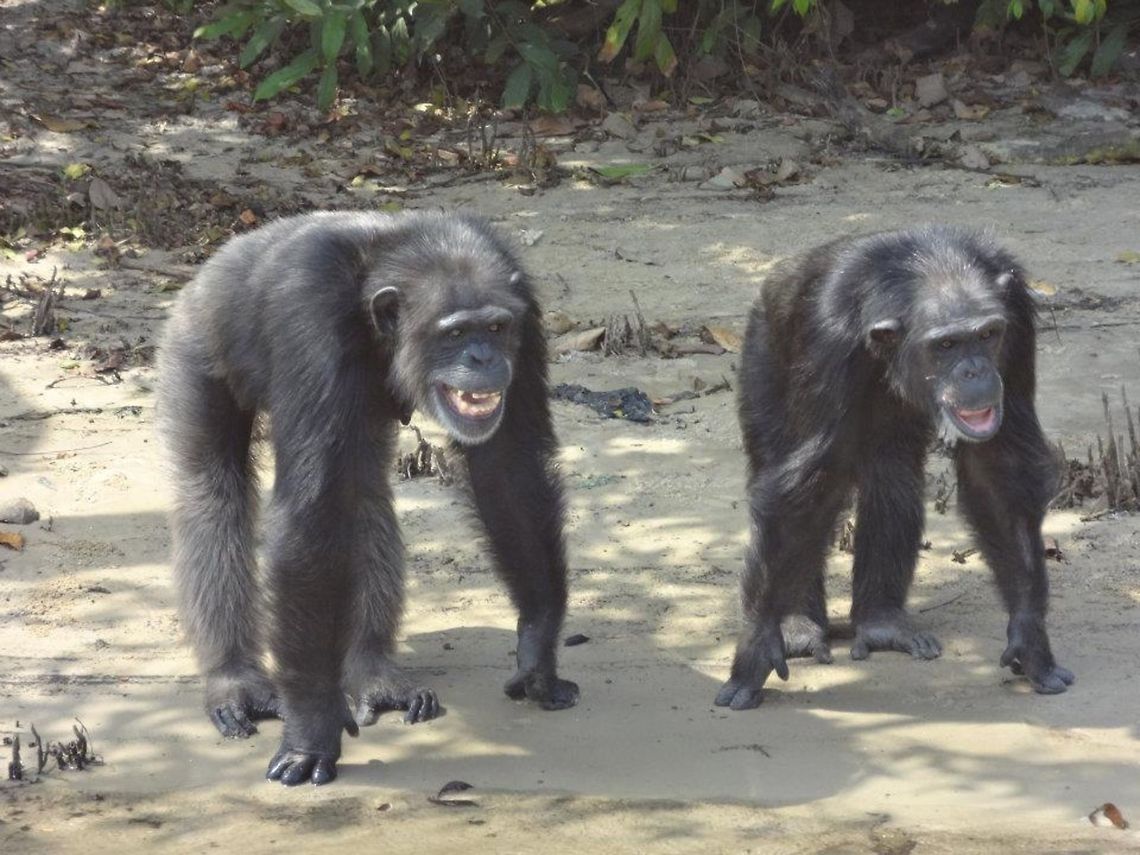 Two happy chimps  Common chimpanzee,Pan troglodytes