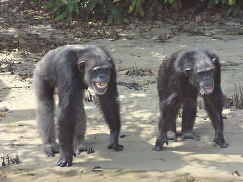 Two happy chimps  Common chimpanzee,Pan troglodytes