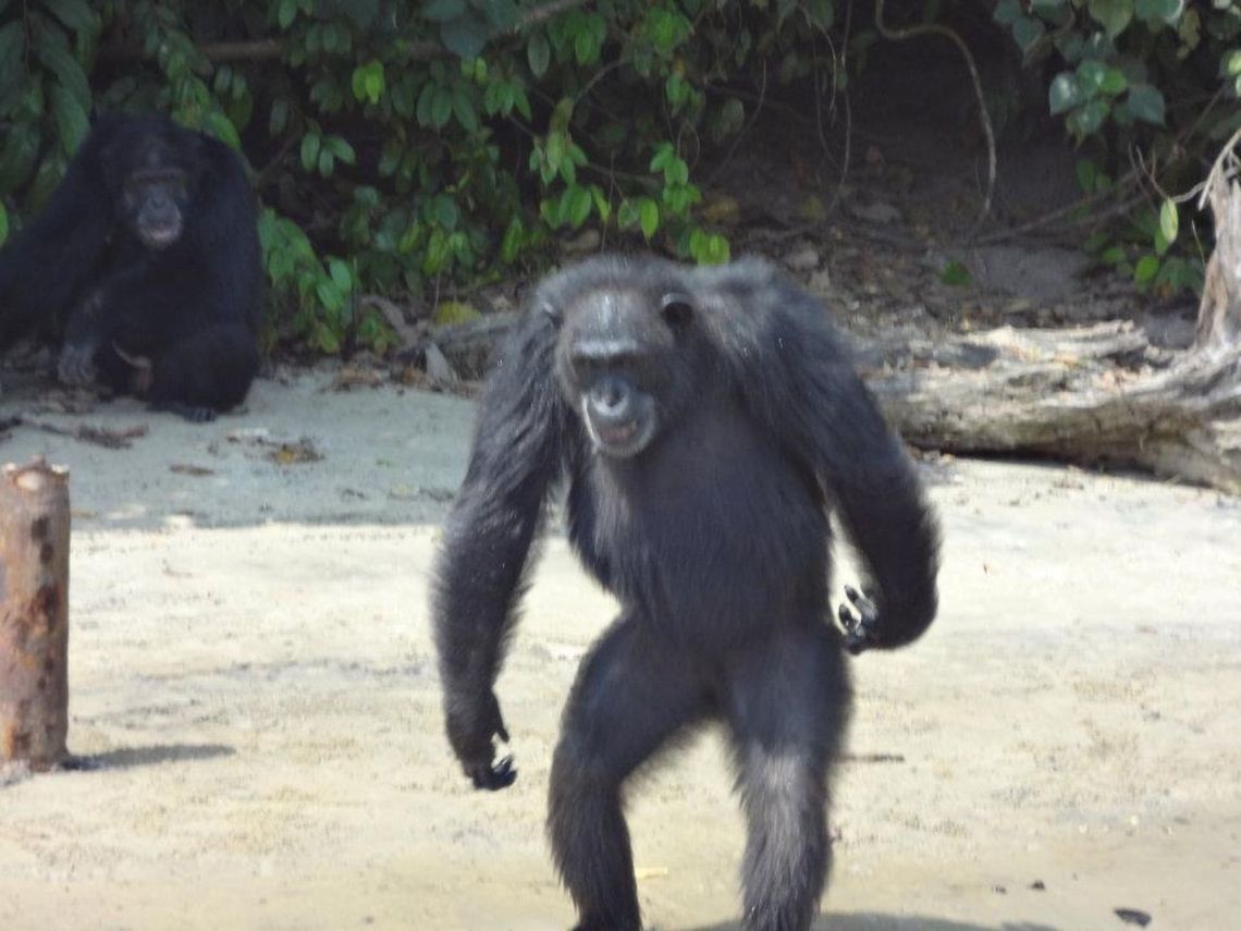 Chimp in Liberia standing up At marshal island in Liberia, Where animals were kept for medical experimentaion. Now the animals are no longer under medical experiments and are being fed by the staff. Common chimpanzee,Pan troglodytes