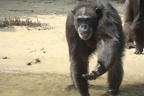 Chimp gives hand At marshal island, looking for food Common chimpanzee,Pan troglodytes