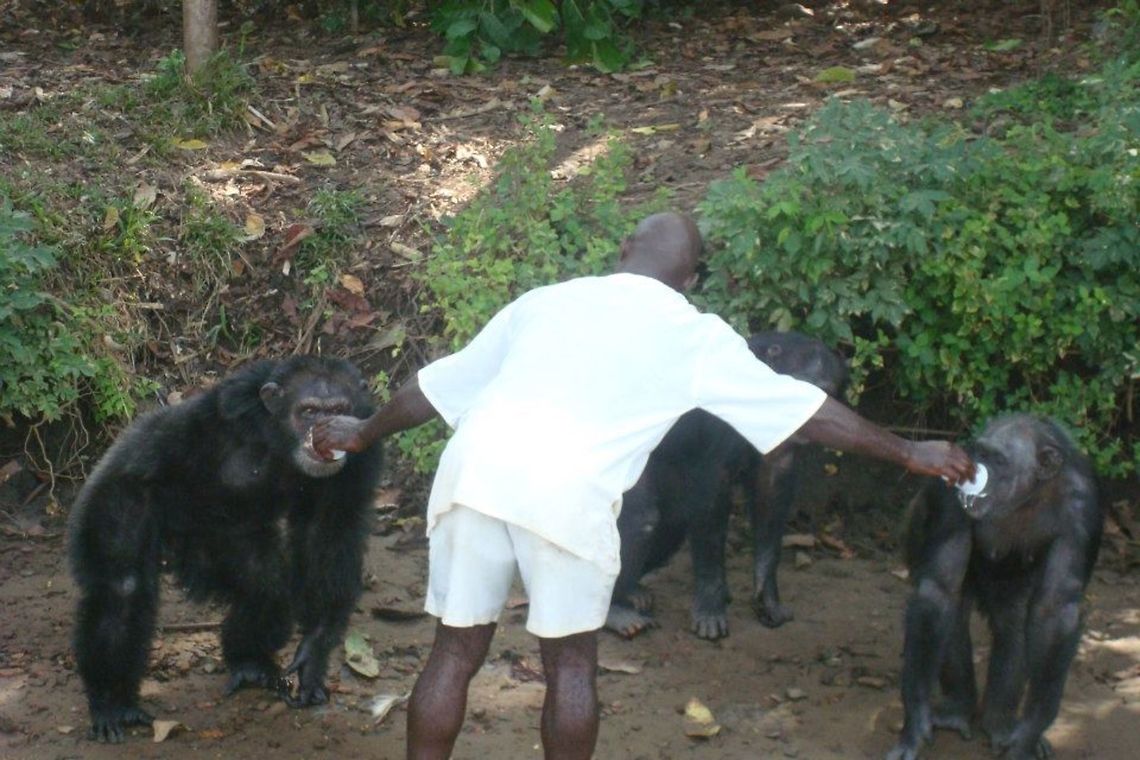 Chimps fed by ranger At marshal island in Liberia Common chimpanzee,Pan troglodytes