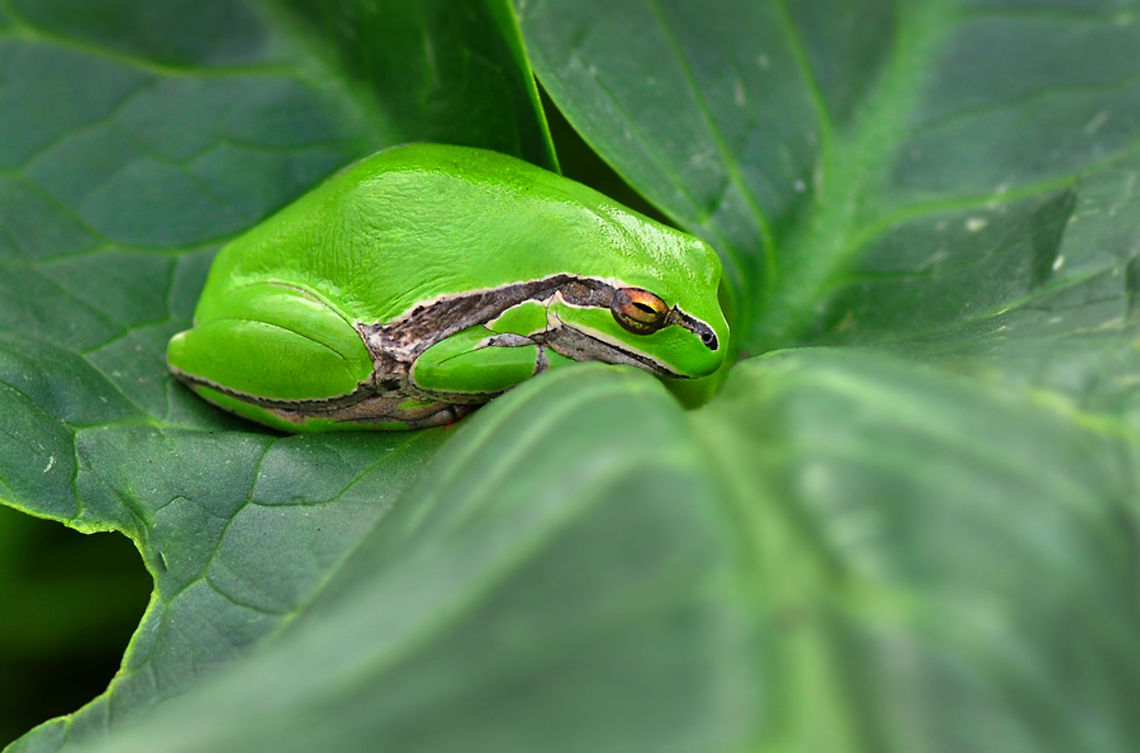 Sleepy European Tree Frog  European tree frog,Hyla arborea