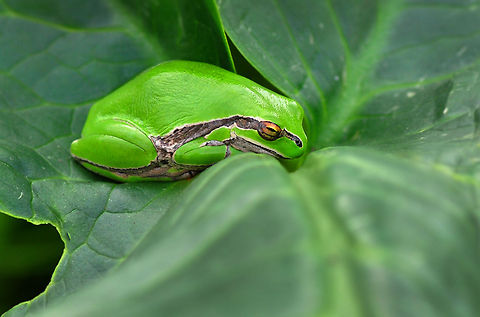 Sleepy European Tree Frog  European tree frog,Hyla arborea