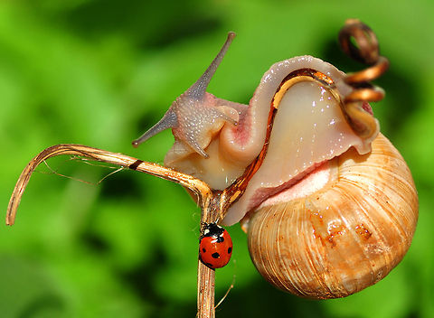Snail and ladybug  7-spot Ladybird,Coccinella septempunctata,Insects,Ladybug,Snail