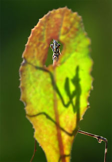 Mantis hiding behind leaf  Camouflage,Empusa fasciata,Mantis,insects