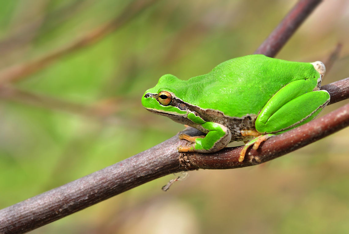 European Tree frog on branch  European tree frog,Hyla arborea