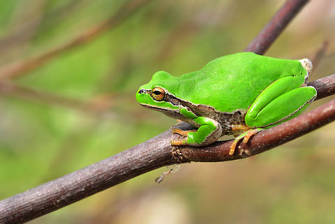 European Tree frog on branch  European tree frog,Hyla arborea