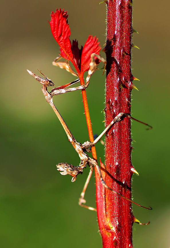 Climbing mantis  Empusa fasciata,Mantis,insects