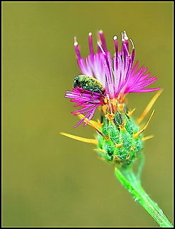 weevil on thistle  weevil