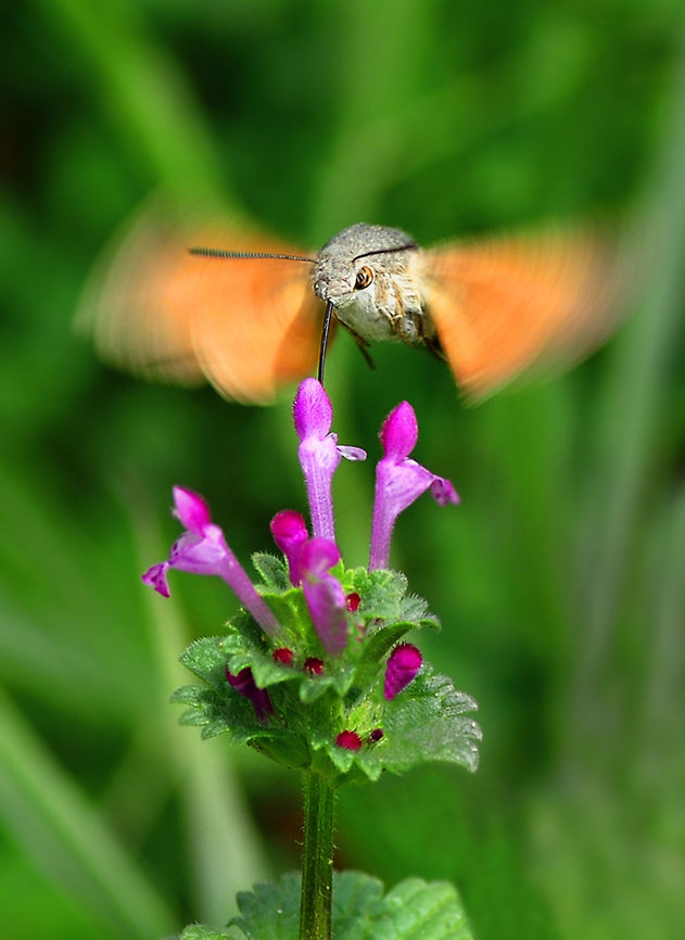 Hummingbird Hawk-moth close-up  Macroglossum stellatarum