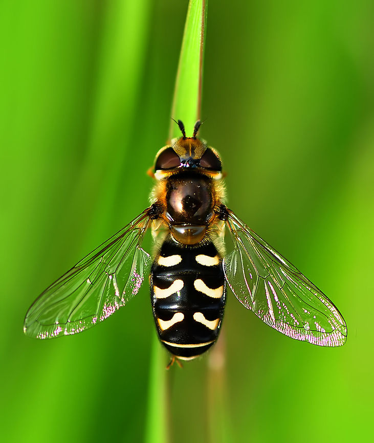Scaeva pyrastri top view  Scaeva pyrastri