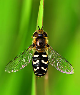 Scaeva pyrastri top view  Scaeva pyrastri