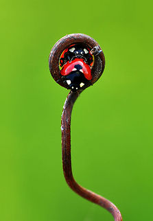 Ladybirds playing hide and seek  7-spot Ladybird,Coccinella septempunctata