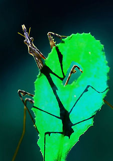 Empusa fasciata  Empusa fasciata