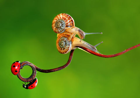 Snails and ladybugs  7-spot Ladybird,Coccinella septempunctata