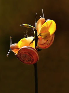 Snails  Theba pisana