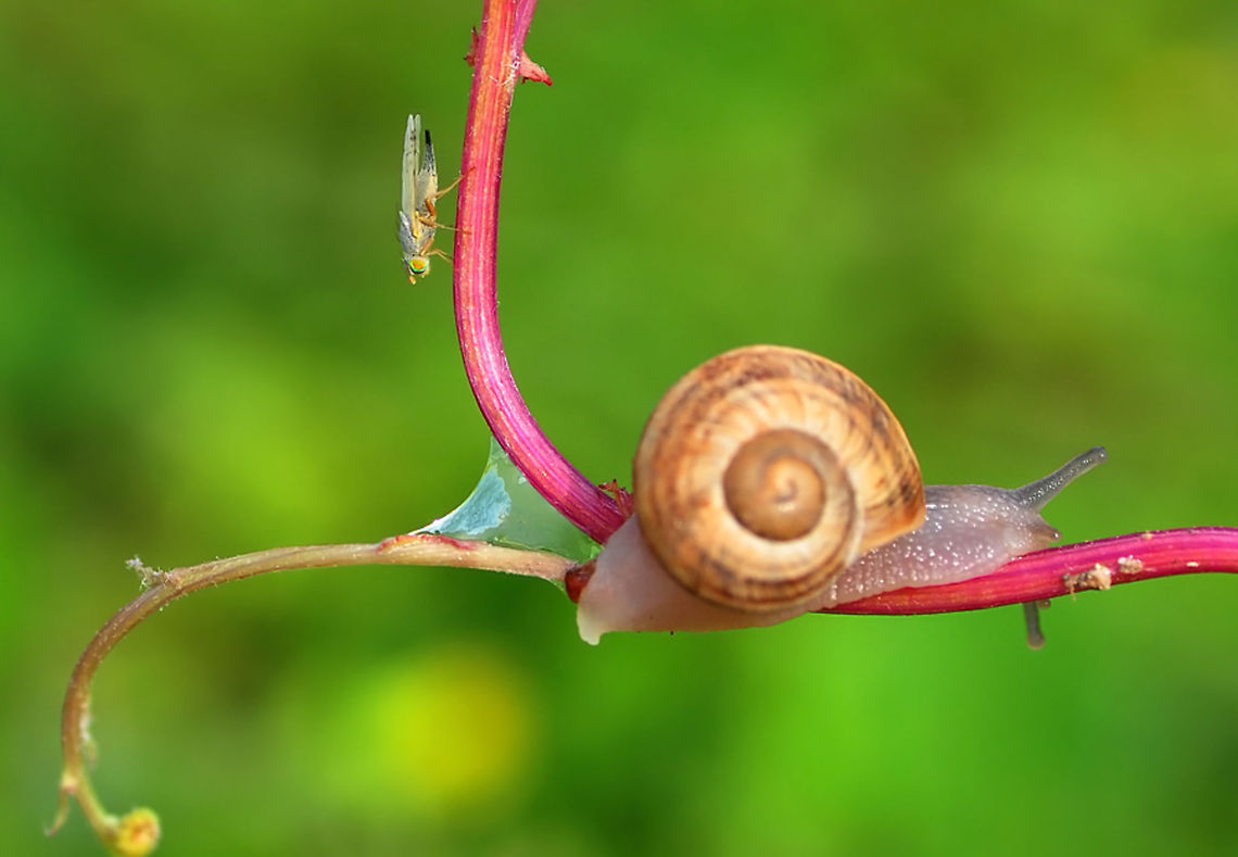 Snail and fly  Theba pisana