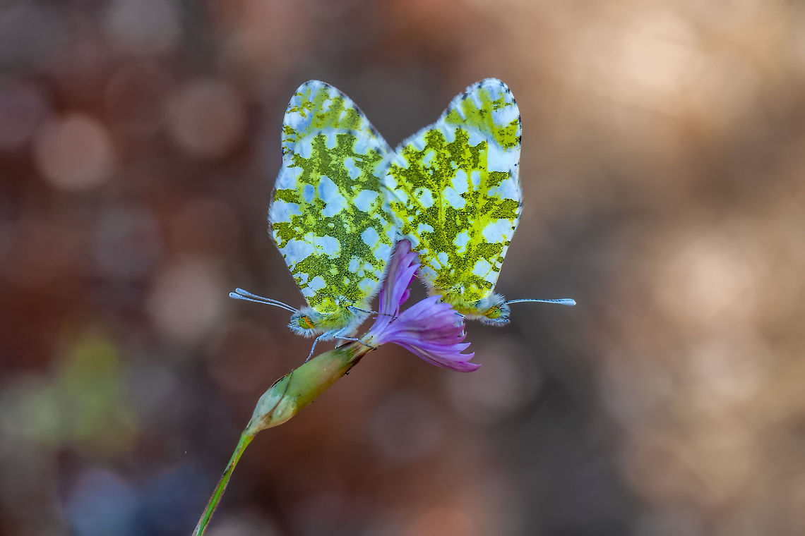 LOVE  Eastern Dappled White,Euchloe ausonia