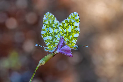 LOVE  Eastern Dappled White,Euchloe ausonia