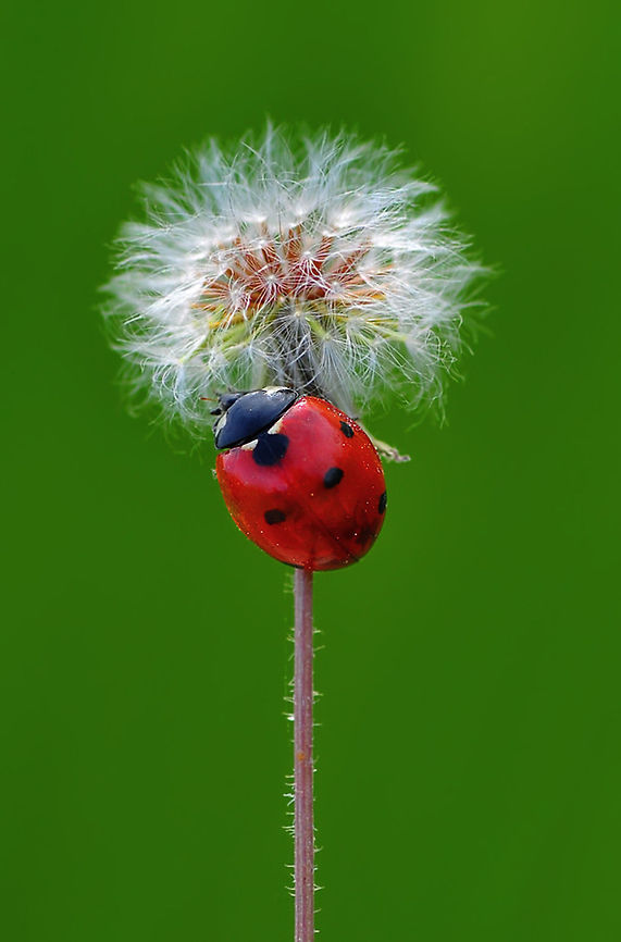 7-spot Ladybird climbs dandelium  7-spot Ladybird,Coccinella septempunctata