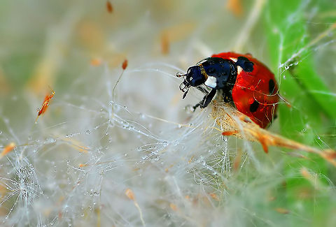 7-spot Ladybird macro  7-spot Ladybird,Coccinella septempunctata