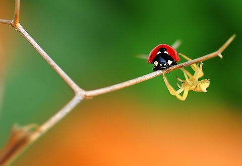 Ladybird caught by spider  7-spot Ladybird,Coccinella septempunctata