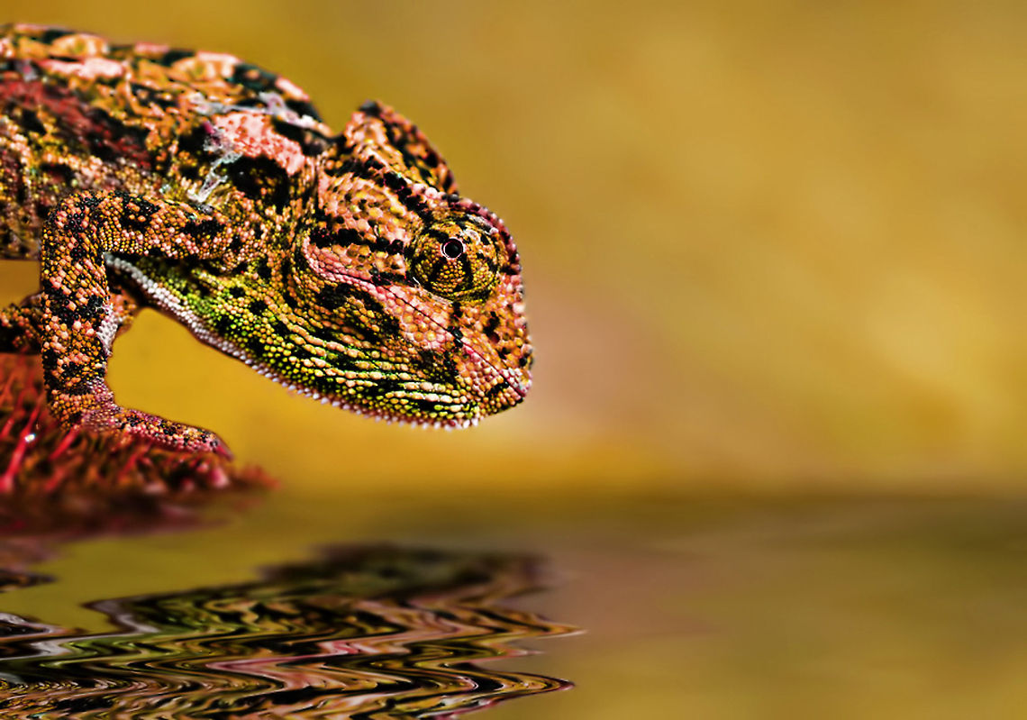 Chamaleon closeup  Chamaeleo chamaeleon,Common Chameleon