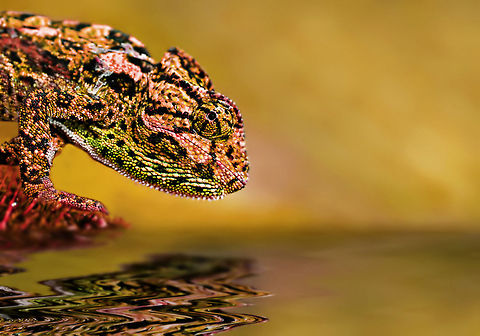 Chamaleon closeup  Chamaeleo chamaeleon,Common Chameleon