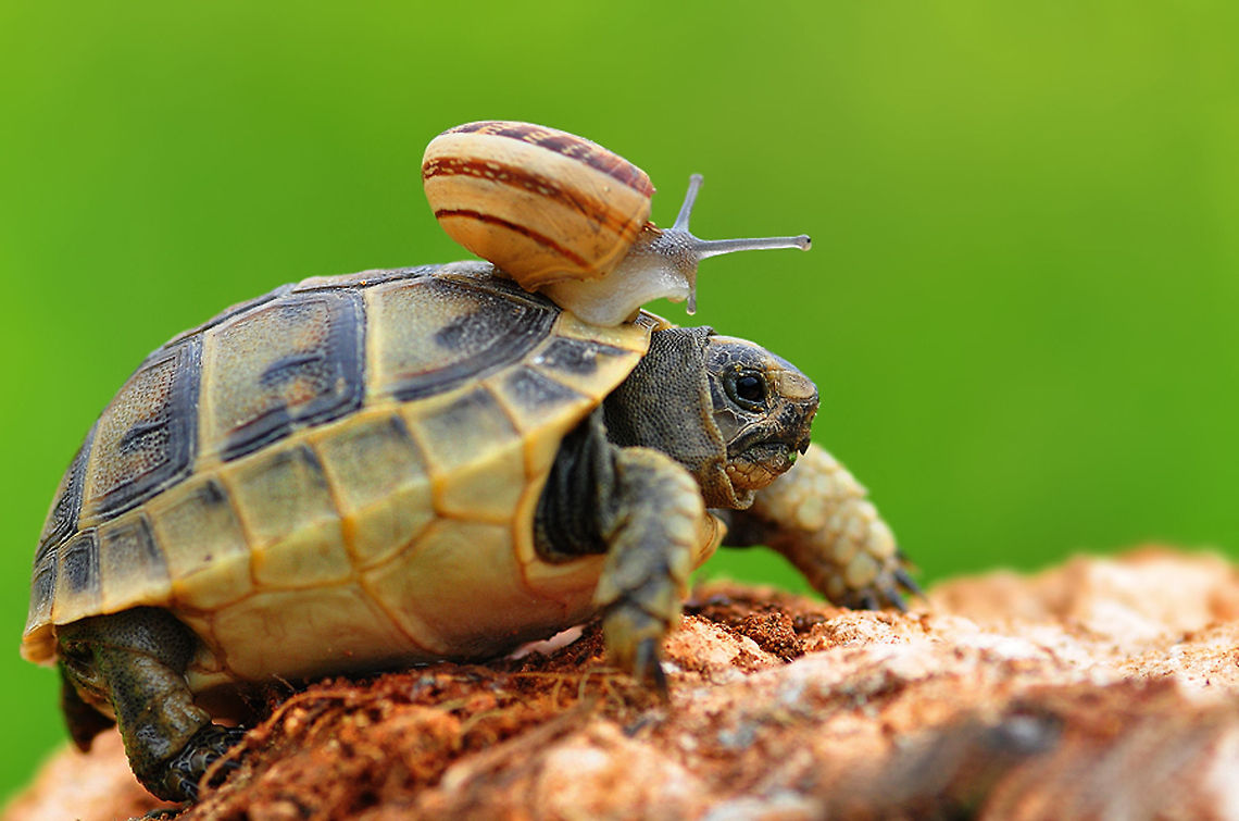The Asia Minor Spur-thighed Tortoise  Spur-thighed tortoise,Testudo graeca