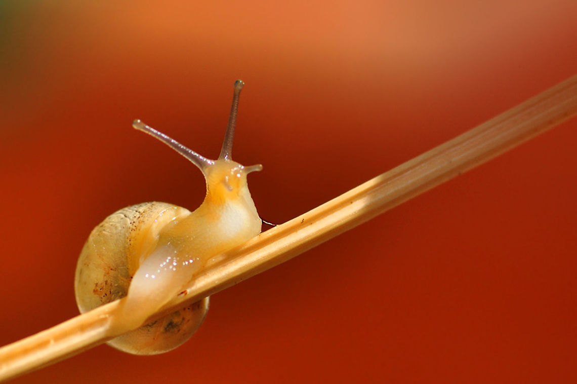 Snail  snail