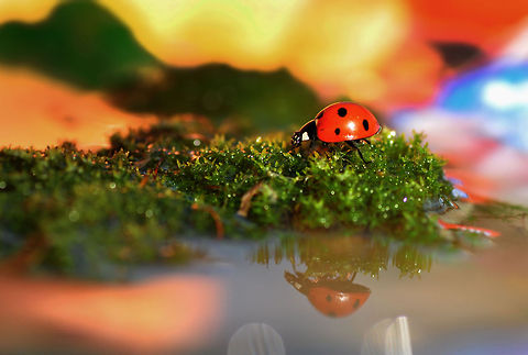 7-spot Ladybird on moss  7-spot Ladybird,Coccinella septempunctata