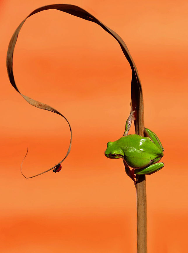 European tree frog and ladybug  European tree frog,Hyla arborea