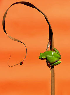 European tree frog and ladybug  European tree frog,Hyla arborea