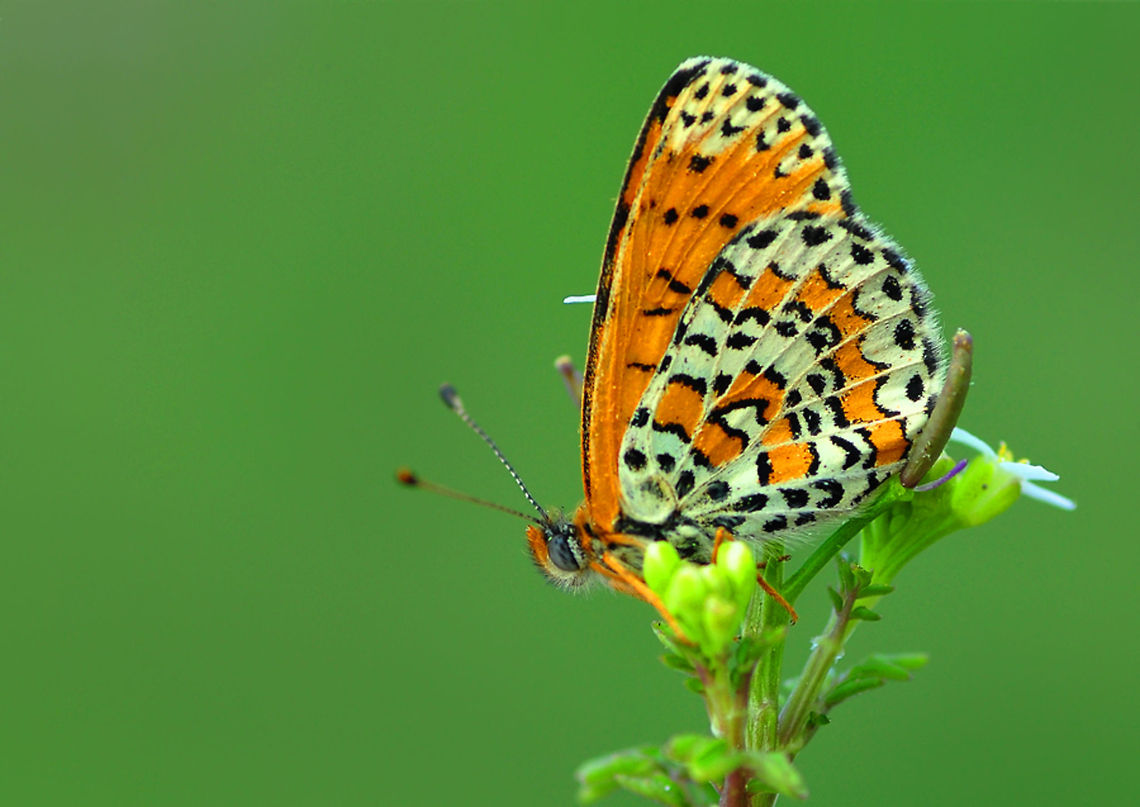 Melitaea ornata closeup  Melitaea ornata