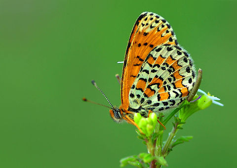 Melitaea ornata closeup  Melitaea ornata