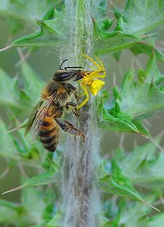 European honey bee and crab spider  Apis mellifera,Western honey bee