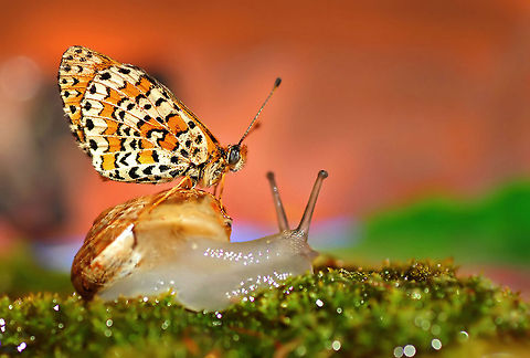 Melitaea ornata on snail  Melitaea ornata