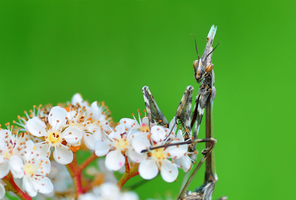 Empusa fasciata  Empusa fasciata
