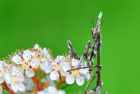 Empusa fasciata  Empusa fasciata