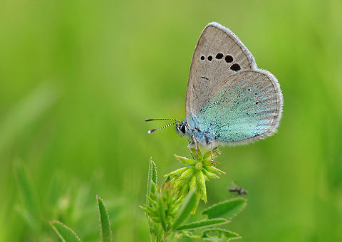 Green-underside blue  Glaucopsyche alexis