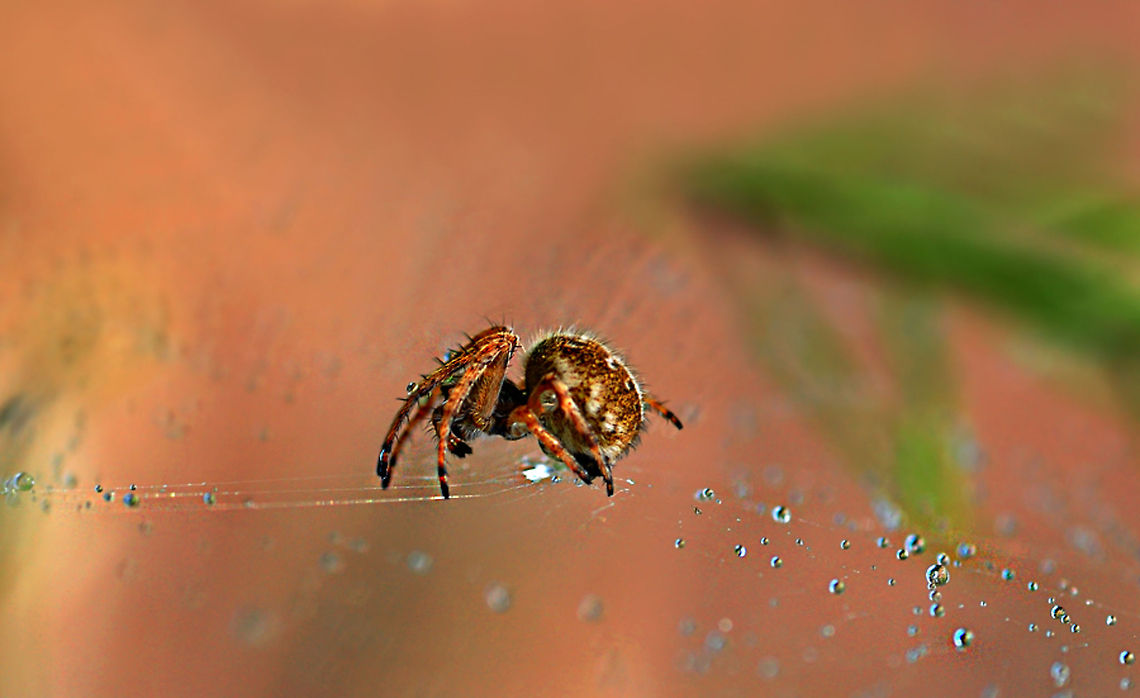 Spider  Spider
