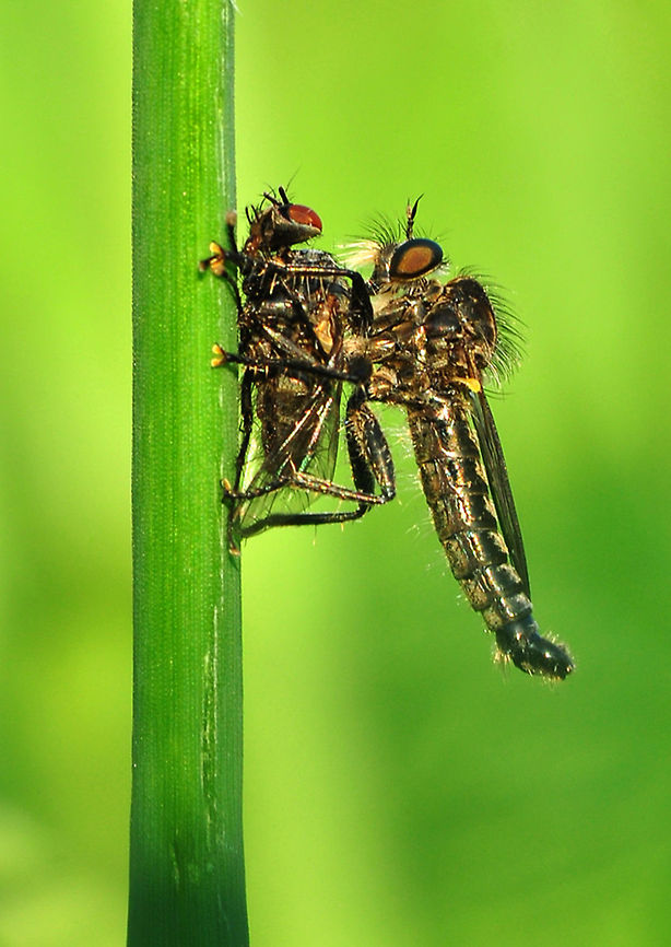DSC_6584-site  Asilidae,Diptera