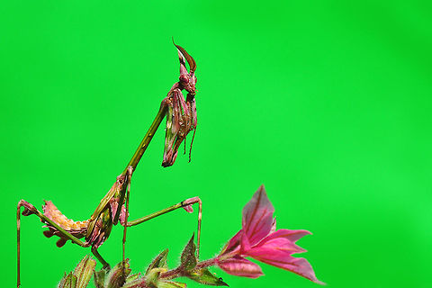 Life in pink  Empusa fasciata