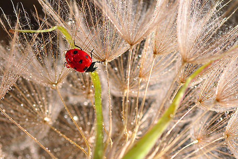 Ladybird on Dandelium  7-spot Ladybird,Coccinella septempunctata