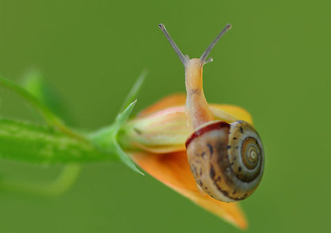 Perching snail  snail