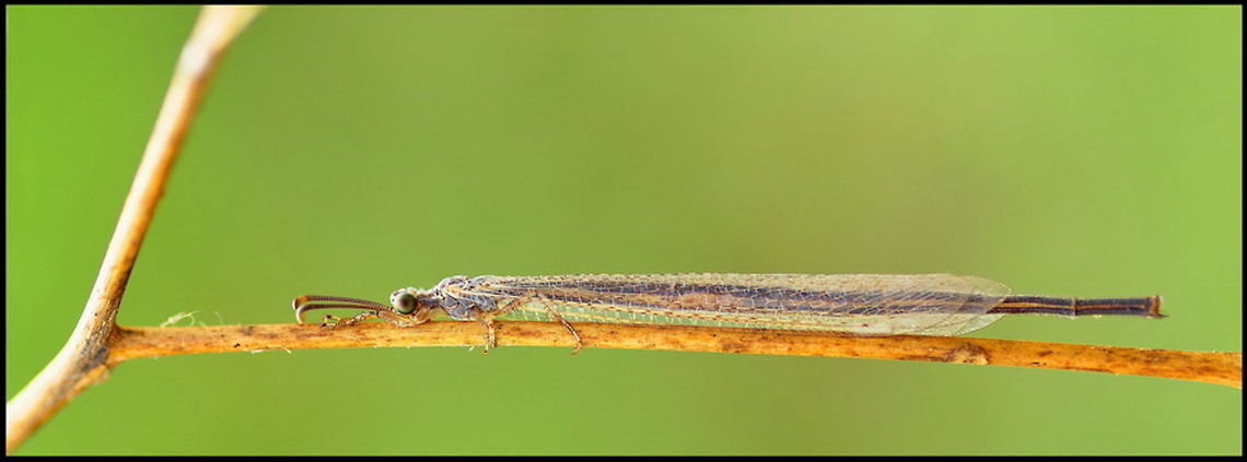 Long camouflaged net-winged insect Unclassified very long insect uses its camouflage to look like a stick. Insects,Macro