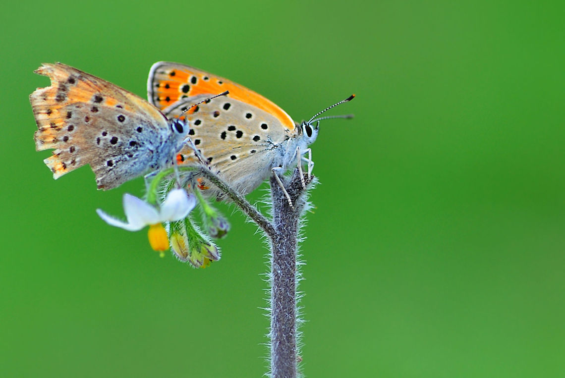 Pair of common blue  Common Blue,Polyommatus icarus