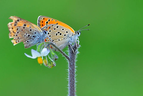 Pair of common blue  Common Blue,Polyommatus icarus