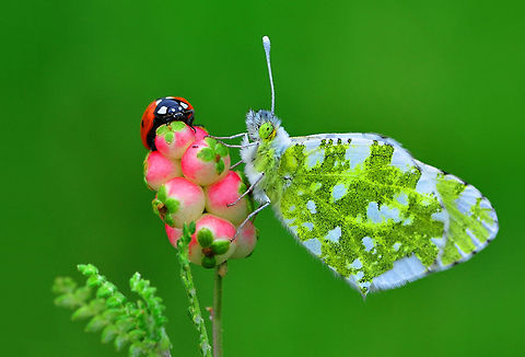 Eastern Dappled White and Ladybug  Eastern Dappled White,Euchloe ausonia
