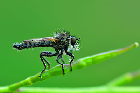 Robber fly